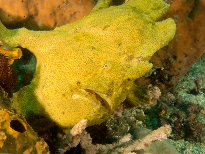 Speckled Yellow Giant Frogfish